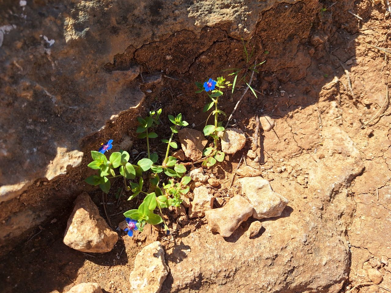 Offenes Reiki-Retreat auf Mallorca Offenes Reiki-Retreat auf Mallorca