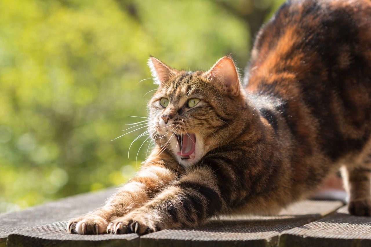 Progressive Muskelrelaxation